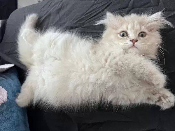 Safkan British Longhair Dişi Cinnamon