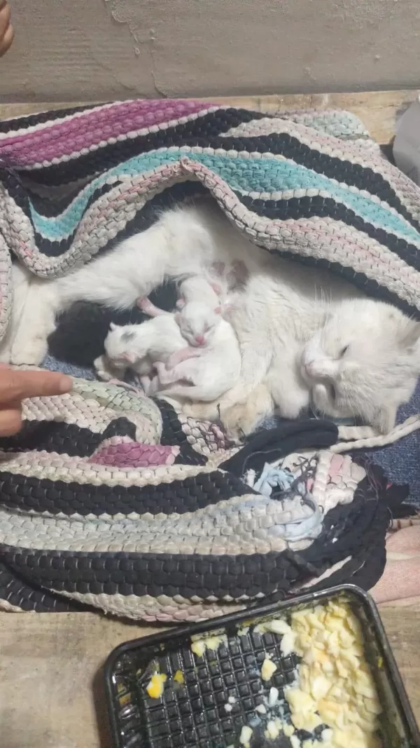 Sütten Kesilmemiş Yavru Kediler Ve Anne