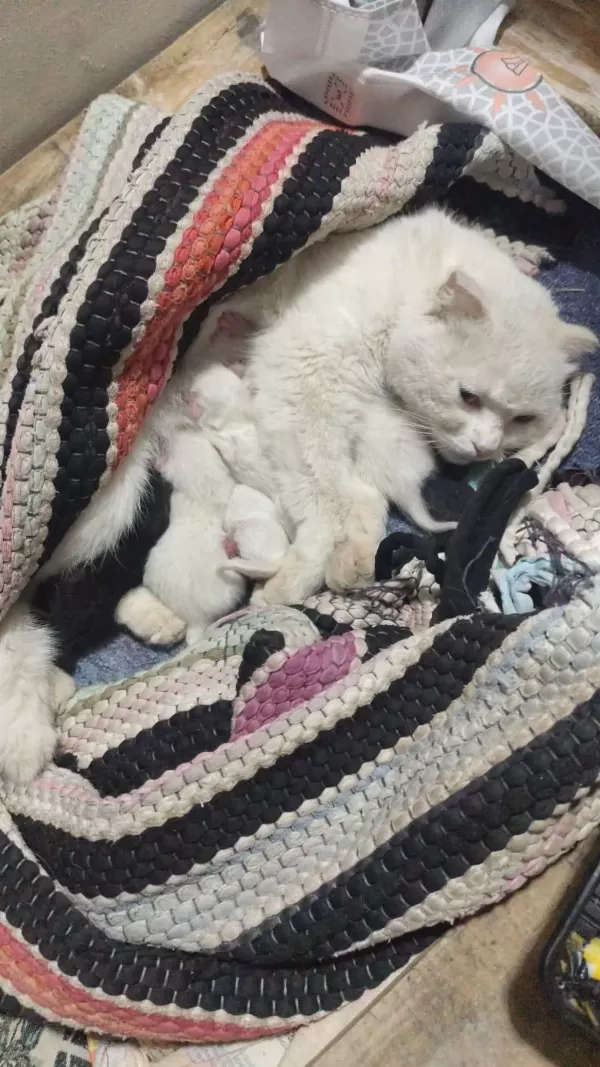 Sütten Kesilmemiş Yavru Kediler Ve Anne