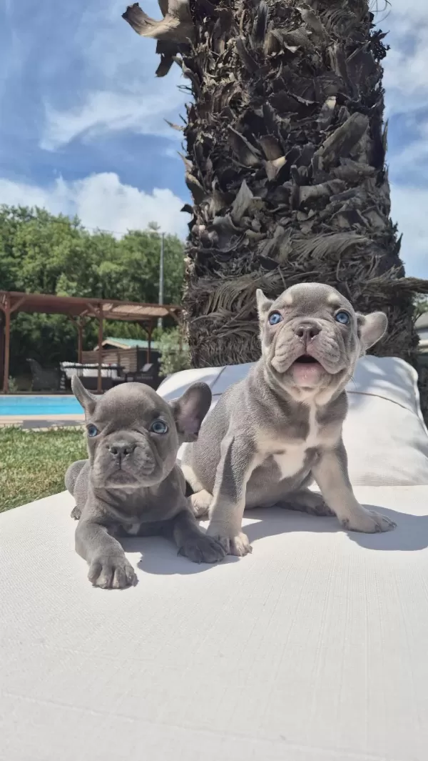 French Bulldog Yavruları Çiftlikten