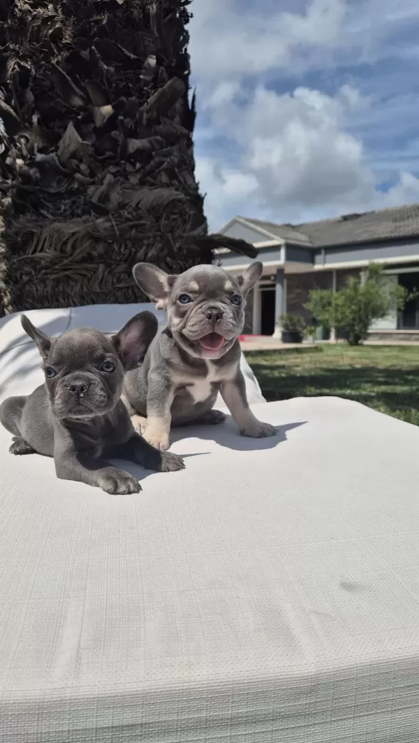 French Bulldog Yavruları Çiftlikten