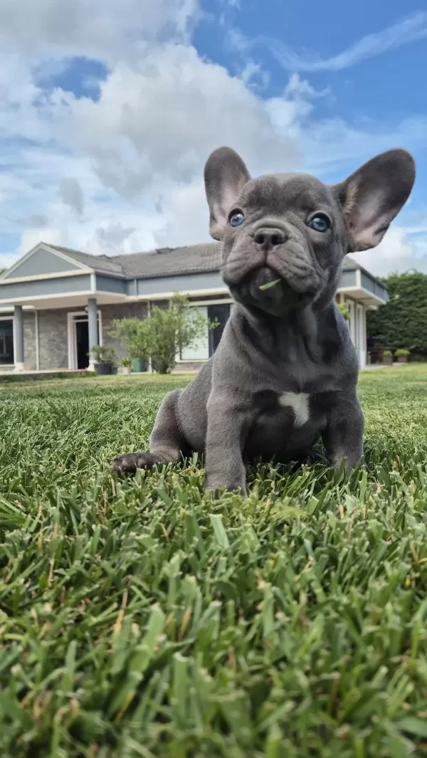 French Bulldog Yavruları Çiftlikten