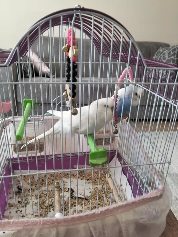 Muhabbet Kuşu 2 Yaşında
