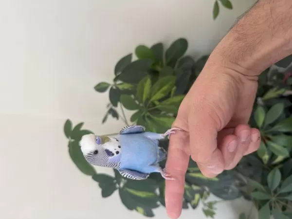 Full Evcil Konuşan Maviş Kuşumuz 81 İle Gönderim Mevcuttur