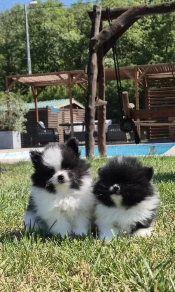 Efsane Güzellikte Pomerianan Bebeklerimiz