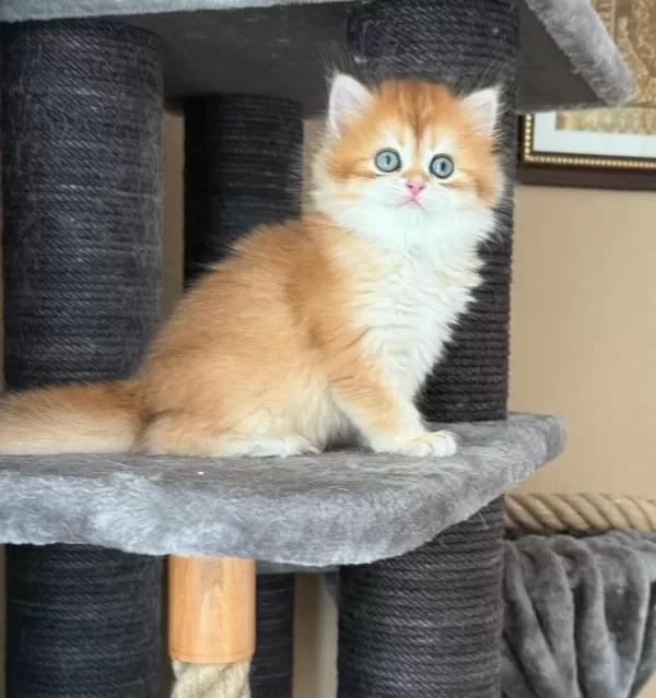 Show Kalite Soyu Belli British Longhair Golden Yavru