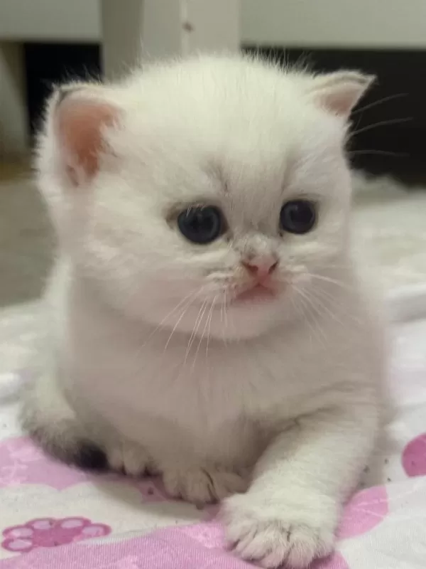 British Shorthair Golden Point Yavru