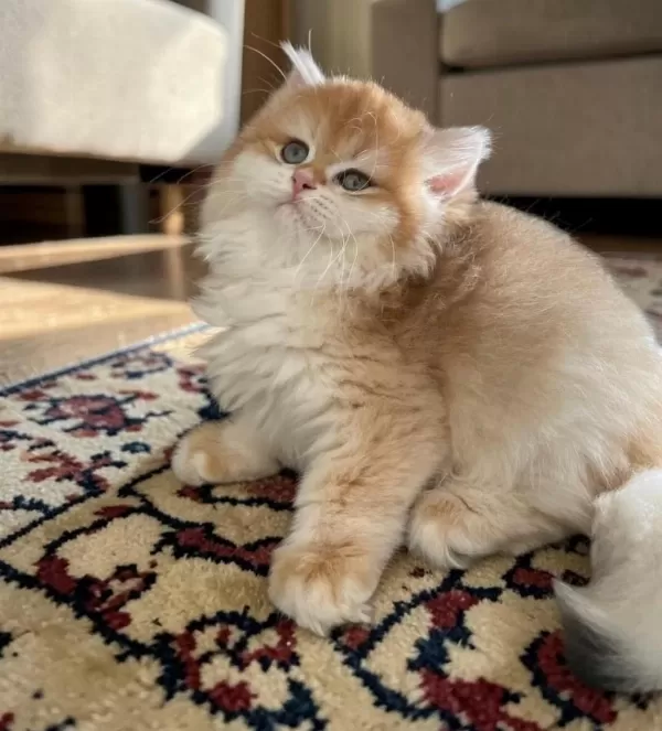 Show Kalite Soyu Belli British Longhair Golden