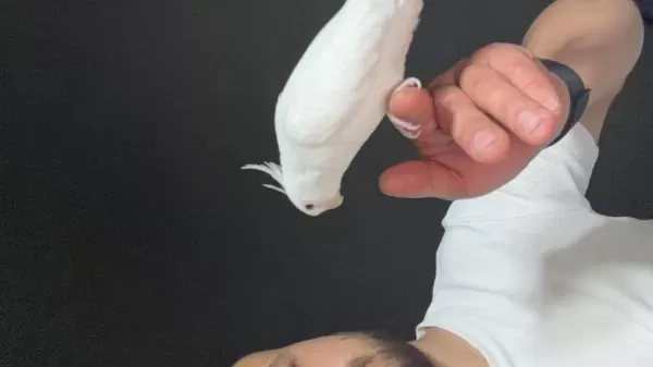 Albino Çifti Sultan Papağanı