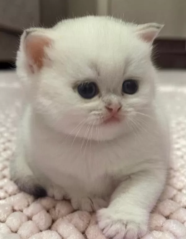 Safkan British Shorthair Ve Longhair Yavrular