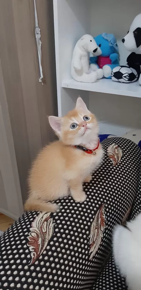 Sarışın British Shorthair Oğlumuz