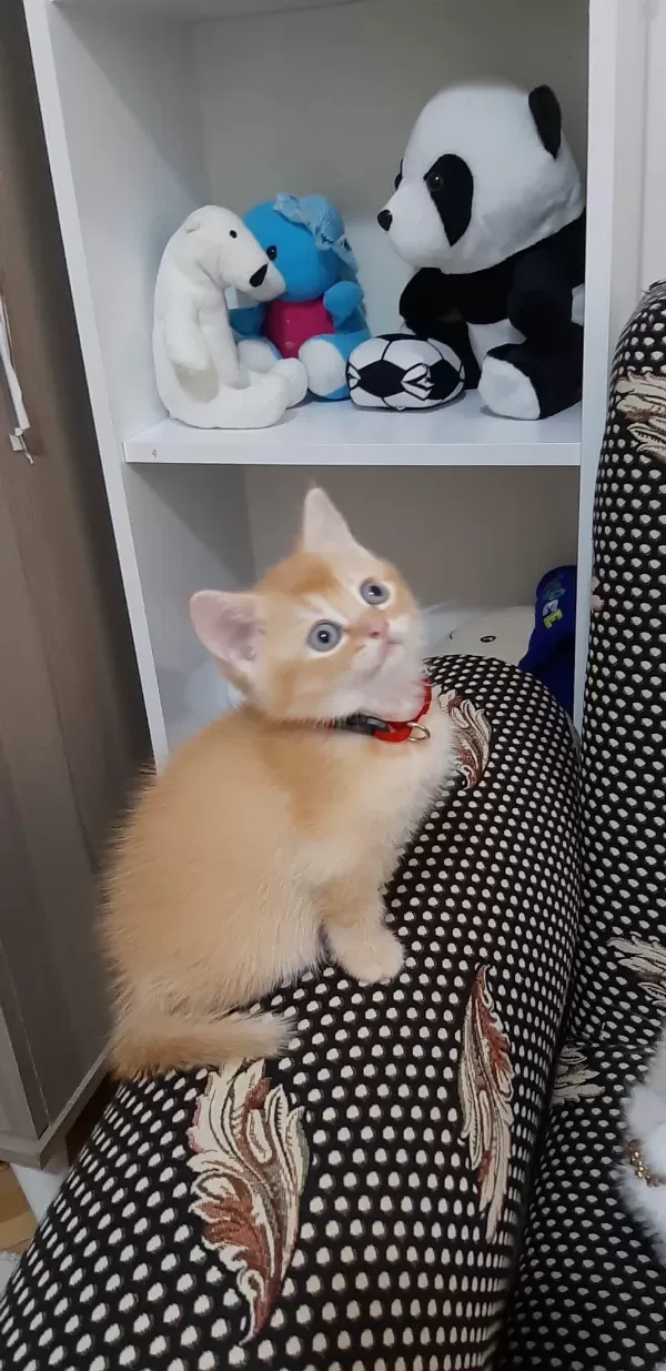 Sarışın British Shorthair Oğlumuz