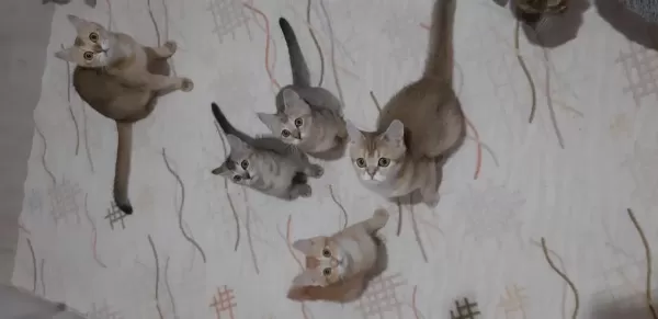 British Shorthair Yavrularımız