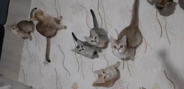 British Shorthair Yavrularımız
