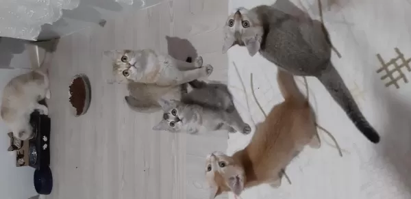 British Shorthair Yavrularımız