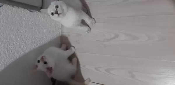 British Shorthair Evcilmen Yavrularımız