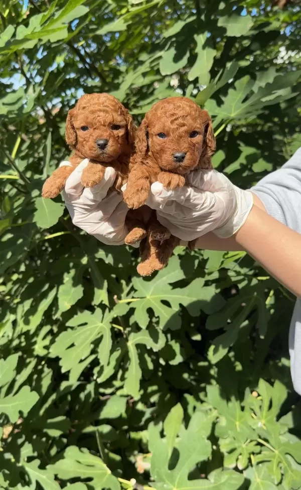 Denizli Merkez Teslime Hazir Poodle Bebekler