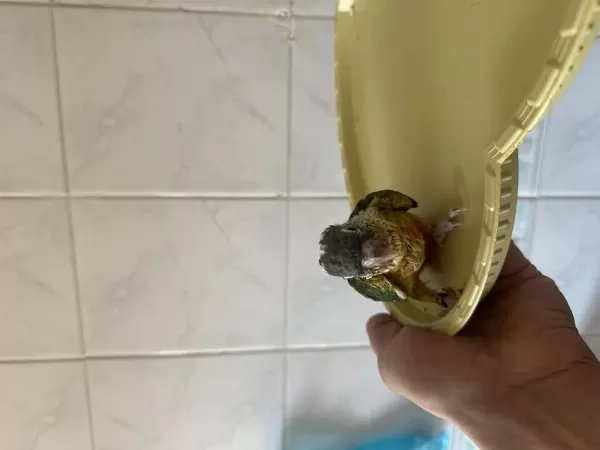 El Besleme Konur Papağani