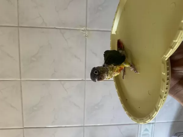 El Besleme Konur Papağani