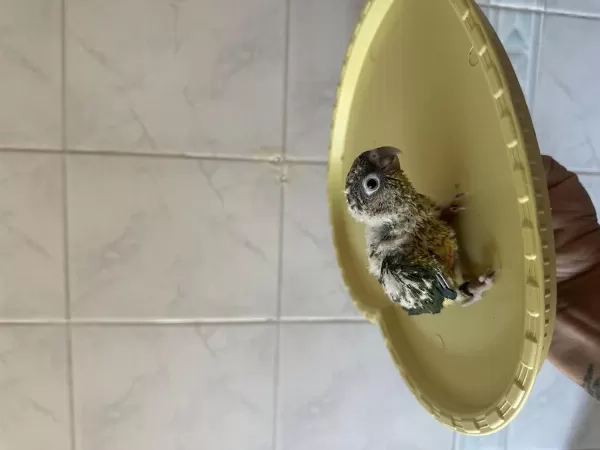 El Besleme Konur Papağani