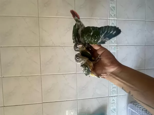 El Besleme Konur Papağani