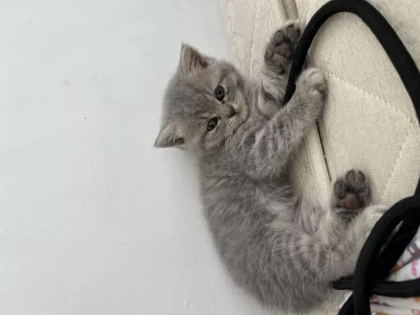 British Shorthair 2 Aylık Yavrular