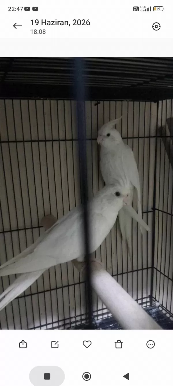 Yavru Görmüş Albino Sultan Papağanı Takımlar