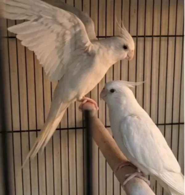 Yavru Görmüş Albino Sultan Papağanı Takımlar