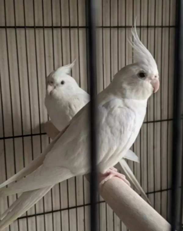Yavru Görmüş Albino Sultan Papağanı Takımlar