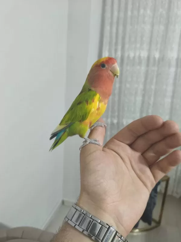 Acil Satılık Sevda Papağanımız