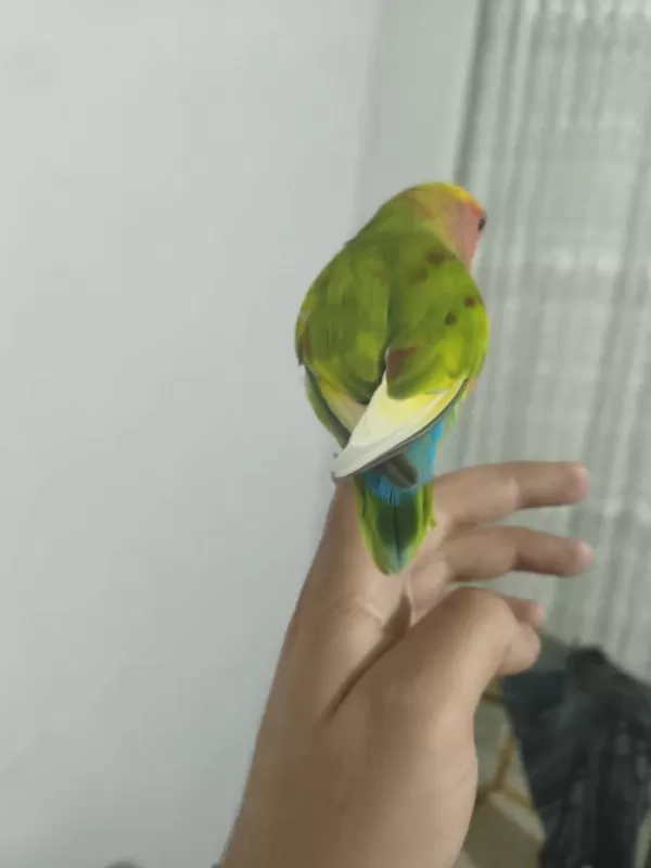 Acil Satılık Sevda Papağanımız