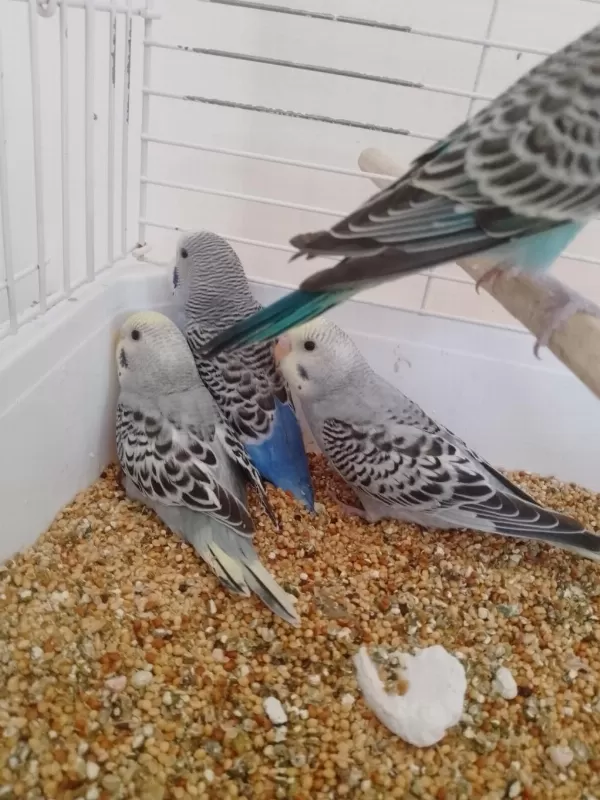 Yeni Yeme Düşen Muhabbet Kuşu Yavrular