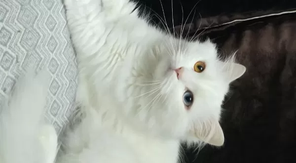 2 Yaşındaki Kedimiz Takip Koşulu Sahiplendirilecektir
