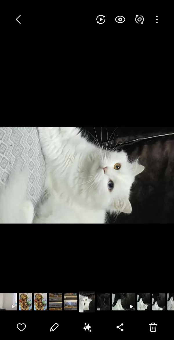 2 Yaşındaki Kedimiz Takip Koşulu Sahiplendirilecektir