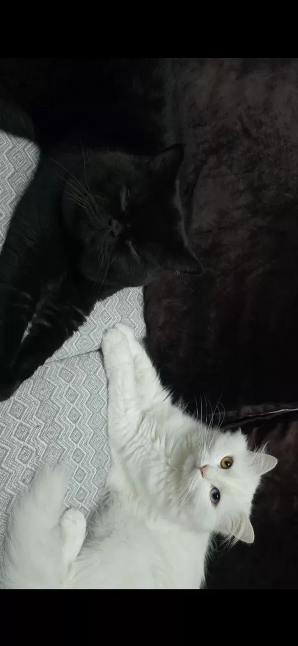 2 Yaşındaki Kedimiz Takip Koşulu Sahiplendirilecektir