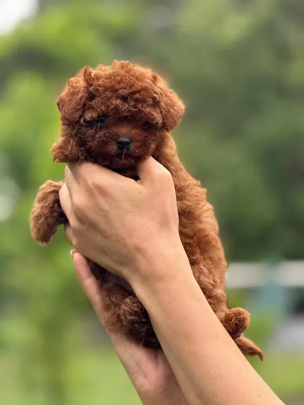 Safkan Teacup Kore Poodle
