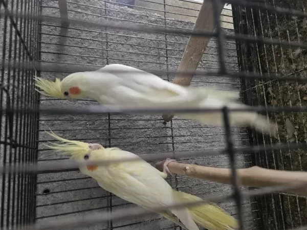 Sarı Rutrino 3 Aylık Yavru Sultan Papağanı