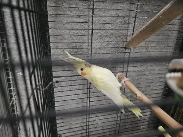 Sarı Rutrino 3 Aylık Yavru Sultan Papağanı