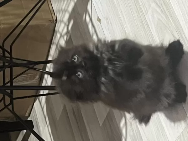 British Longhair Çikolatamıza Yuva Arıyoruz