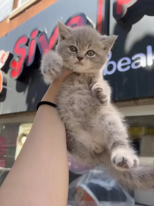 British Shorthair Lilac Top Kafa Erkek