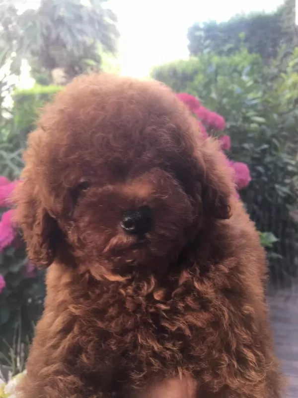 Kore Poodle Yavrular