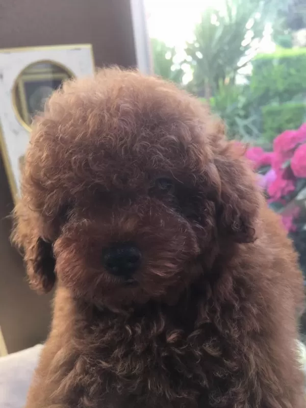 Kore Poodle Yavrular