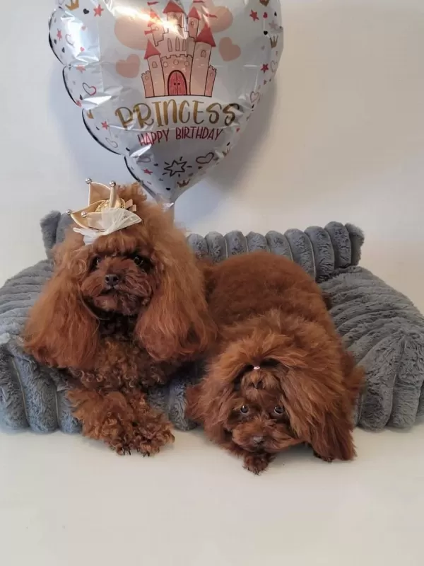 Kore Poodle Yavrular