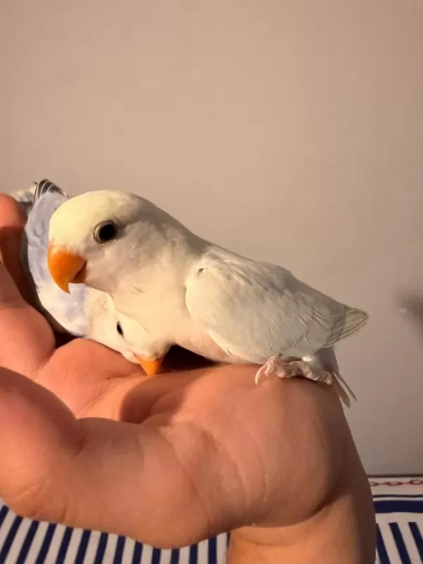 El Besleme Yavru Sevda Papağanı Mutasyon Renkli