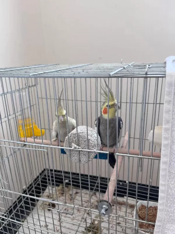 Acil Satılık Yavru Garantili Çift Sultan Papağanı
