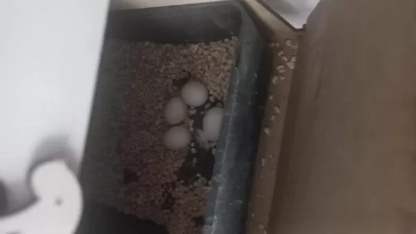Acil Satılık Yavru Garantili Çift Sultan Papağanı