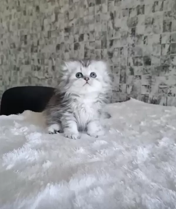 British Longhair Dişi Erkek Bebeklerimiz
