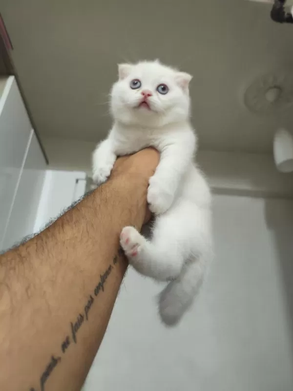 2 Aylık Kedilerimiz Sahiplendirilecektir