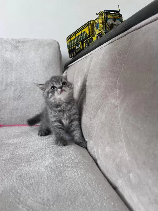 2 Aylık Kedilerimiz Sahiplendirilecektir