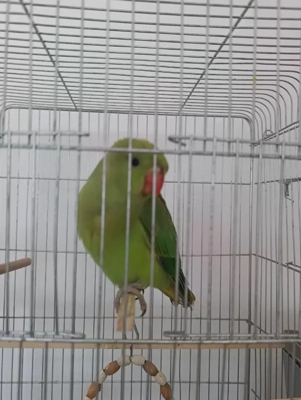 3 Aylik El Besleme Full Evcil Pakistan Çok Uysal Akilli